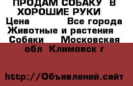 ПРОДАМ СОБАКУ  В ХОРОШИЕ РУКИ  › Цена ­ 4 000 - Все города Животные и растения » Собаки   . Московская обл.,Климовск г.